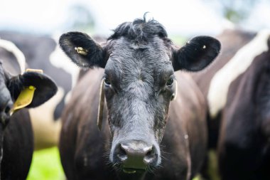 Yeşil Çayırlarda Mutlu İnekler İçin Çevre dostu Uygulamalarla Almanya 'nın Kırsal Alanlarında Sürdürülebilir Sığır Üretimi Gelişti