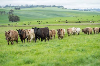 Afrika Hayvanları: Geniş Çayırlarda Gelişen İnek Nüfusuyla Daha Parlak Gelecek ve İklim Dayanıklılığı İçin Yenileyici Uygulamalar