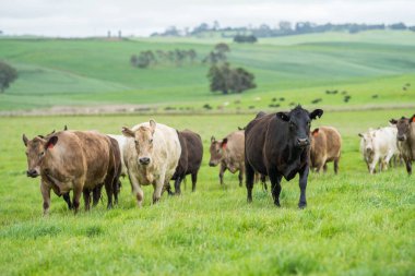 Avrupa Altın Tarlalarında Avustralya Stili Çimento Cömert Tarım Arazilerinde Yetiştirilen Sığırlardan Yüksek Kaliteli Sığır Eti