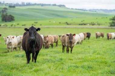 Avrupa 'nın yemyeşil otlaklarında yenilenebilir sığır çiftçiliği Avustralya' daki Idyllic Fields 'da otlayan sağlıklı çiftlik hayvanlarıyla dolu Topluluklar