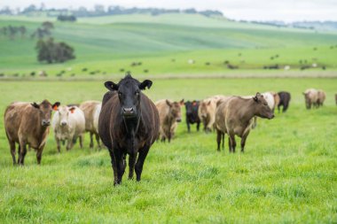 Yeşil Çayırlarda Mutlu İnekler İçin Çevre dostu Uygulamalarla Almanya 'nın Kırsal Alanlarında Sürdürülebilir Sığır Üretimi Gelişti
