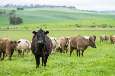 Mutlu Hayvanlar, Amerika 'nın Heartland Bölgesindeki Mutlu Çiftlikler İnsani ve Sürdürülebilir Hayvancılık Uygulamalarını Taze Çayırlarda otlatın