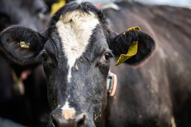 Pastöre Yetiştirilmiş Et: Yeşil Tarlalarda Yenileyici İnek Çiftçiliği Olan Sağlıklı Yaşayanlar ve Destekleyenler İçin Sürdürülebilir Bir Seçim