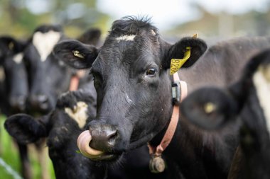 Yeşil çayırlar, Mutlu İnekler, Çevre ve Sığır Koruma Alanının Önünde Nesiller İçin Sürdürülebilir Çiftlikler Güzel Tarlalarda