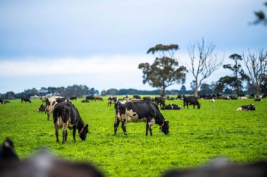 Afrika Hayvanları: Geniş Çayırlarda Gelişen İnek Nüfusuyla Daha Parlak Gelecek ve İklim Dayanıklılığı İçin Yenileyici Uygulamalar