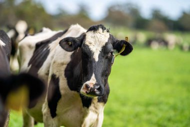 Avrupa 'nın Sığır Sanayii Yenilikçi ve Sürdürülebilir Çiftlik Uygulamalarında Pastoral Arazide Hayvancılık ve İnek Bakımında Yol Açtı