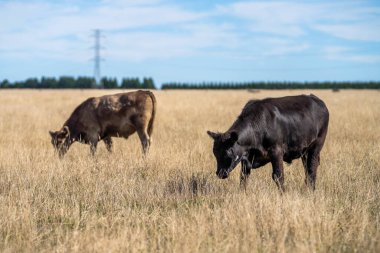 Idyllic Kırsal Arazilerdeki Sürdürülebilir Tarım ve Hayvancılık Yönetiminde Avustralyalı Sığır Çiftçiliği Hikayesi