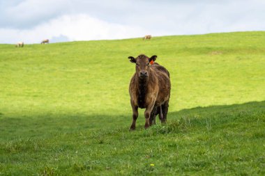 İngiltere 'nin Resimli Yeşillik Yeşil Arazilerinde Çimen İnekleri Güzel Tarım Manzaraları' nda Güneş Işığı Altında Ebediyen Fışkıracak.