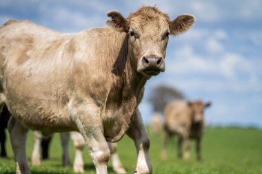 Avrupa Altın Tarlalarında Avustralya Stili Çimento Cömert Tarım Arazilerinde Yetiştirilen Sığırlardan Yüksek Kaliteli Sığır Eti