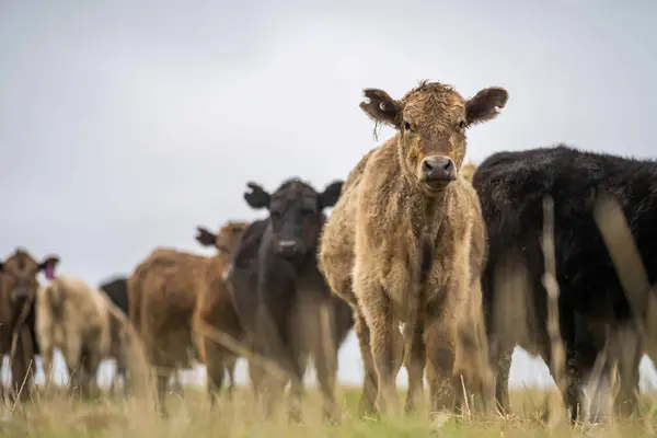 stock image European Cattle Farming with Aussie Twist for Success Story in Sustainable Agriculture and Livestock Management in Idyllic Rural Landscapes