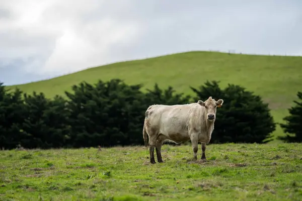 stock image Sustainable Beef Production in Germany's Rural Areas Thrives with Environmentally Friendly Practices for Happy Cows Roaming in Green Pastures