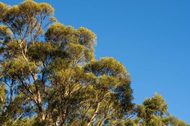 Avustralya ormanlarındaki güzel sakız ağaçları ve çalılar. Avustralya 'da ilkbaharda Avustralya' da sakızlar ve yerel bitkiler yetişir.