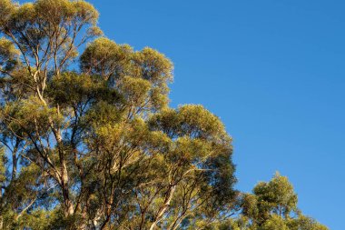 Avustralya ormanlarındaki güzel sakız ağaçları ve çalılar. Avustralya 'da ilkbaharda Avustralya' da sakızlar ve yerel bitkiler yetişir.