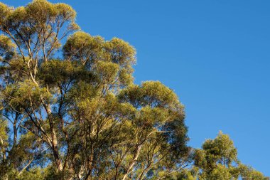 Çalı ormanlarında yetişen okaliptüs sakızları yapraklarının arkasında mavi gökyüzü olan Avustralya 'ya özgü diğer bitki türleriyle birlikte kanatlarda eserler.