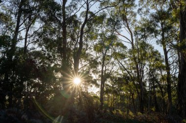 Avustralya ormanlarındaki güzel sakız ağaçları ve çalılar. Avustralya 'da ilkbaharda Avustralya' da sakızlar ve yerel bitkiler yetişir.