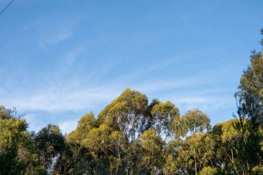 Çalı ormanlarında yetişen okaliptüs sakızları yapraklarının arkasında mavi gökyüzü olan Avustralya 'ya özgü diğer bitki türleriyle birlikte kanatlarda eserler.