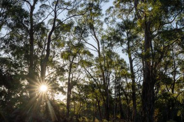 Çalı ormanlarında yetişen okaliptüs sakızları yapraklarının arkasında mavi gökyüzü olan Avustralya 'ya özgü diğer bitki türleriyle birlikte kanatlarda eserler.