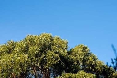 Çalı ormanlarında yetişen okaliptüs sakızları yapraklarının arkasında mavi gökyüzü olan Avustralya 'ya özgü diğer bitki türleriyle birlikte kanatlarda eserler.