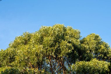 Çalı ormanlarında yetişen okaliptüs sakızları yapraklarının arkasında mavi gökyüzü olan Avustralya 'ya özgü diğer bitki türleriyle birlikte kanatlarda eserler.