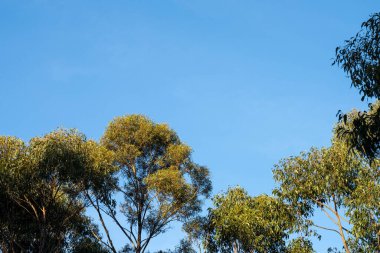Avustralya ormanlarındaki güzel sakız ağaçları ve çalılar. Avustralya 'da ilkbaharda Avustralya' da sakızlar ve yerel bitkiler yetişir.