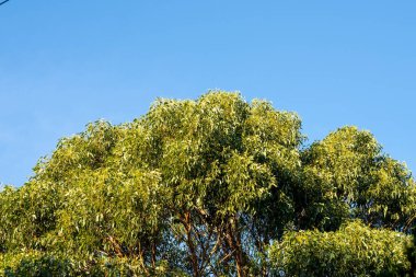 Avustralya ormanlarındaki güzel sakız ağaçları ve çalılar. Avustralya 'da ilkbaharda Avustralya' da sakızlar ve yerel bitkiler yetişir.