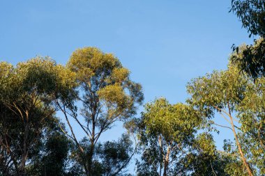 Avustralya ormanlarındaki güzel sakız ağaçları ve çalılar. Avustralya 'da ilkbaharda Avustralya' da sakızlar ve yerel bitkiler yetişir.