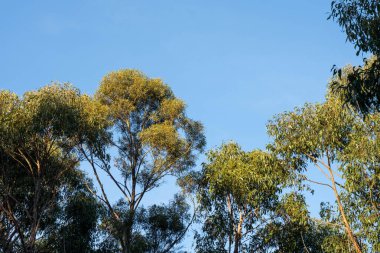Çalı ormanlarında yetişen okaliptüs sakızları yapraklarının arkasında mavi gökyüzü olan Avustralya 'ya özgü diğer bitki türleriyle birlikte kanatlarda eserler.