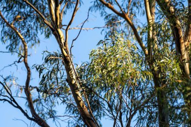 Avustralya ormanlarındaki güzel sakız ağaçları ve çalılar. Avustralya 'da ilkbaharda Avustralya' da sakızlar ve yerel bitkiler yetişir.
