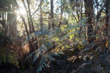 Avustralya ormanlarındaki güzel sakız ağaçları ve çalılar. Avustralya 'da ilkbaharda Avustralya' da sakızlar ve yerel bitkiler yetişir.