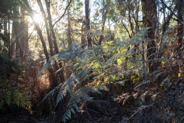 Çalı ormanlarında yetişen okaliptüs sakızları yapraklarının arkasında mavi gökyüzü olan Avustralya 'ya özgü diğer bitki türleriyle birlikte kanatlarda eserler.
