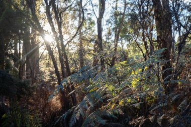 Avustralya ormanlarındaki güzel sakız ağaçları ve çalılar. Avustralya 'da ilkbaharda Avustralya' da sakızlar ve yerel bitkiler yetişir.