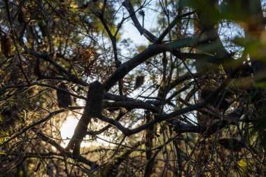 Çalı ormanlarında yetişen okaliptüs sakızları yapraklarının arkasında mavi gökyüzü olan Avustralya 'ya özgü diğer bitki türleriyle birlikte kanatlarda eserler.
