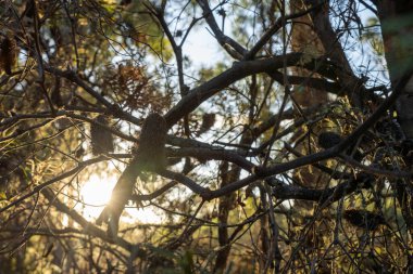 Avustralya ormanlarındaki güzel sakız ağaçları ve çalılar. Avustralya 'da ilkbaharda Avustralya' da sakızlar ve yerel bitkiler yetişir.