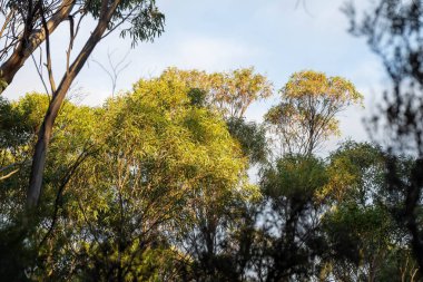 Çalı ormanlarında yetişen okaliptüs sakızları yapraklarının arkasında mavi gökyüzü olan Avustralya 'ya özgü diğer bitki türleriyle birlikte kanatlarda eserler.