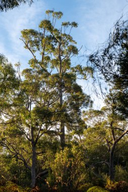 Avustralya ormanlarındaki güzel sakız ağaçları ve çalılar. Avustralya 'da ilkbaharda Avustralya' da sakızlar ve yerel bitkiler yetişir.