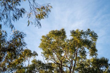 Çalı ormanlarında yetişen okaliptüs sakızları yapraklarının arkasında mavi gökyüzü olan Avustralya 'ya özgü diğer bitki türleriyle birlikte kanatlarda eserler.
