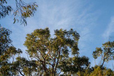 Çalı ormanlarında yetişen okaliptüs sakızları yapraklarının arkasında mavi gökyüzü olan Avustralya 'ya özgü diğer bitki türleriyle birlikte kanatlarda eserler.