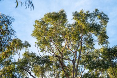 Avustralya ormanlarındaki güzel sakız ağaçları ve çalılar. Avustralya 'da ilkbaharda Avustralya' da sakızlar ve yerel bitkiler yetişir.