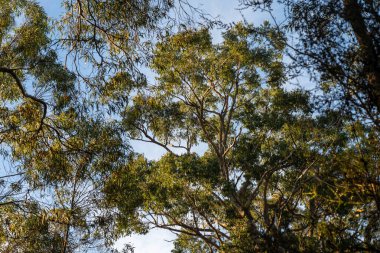 Çalı ormanlarında yetişen okaliptüs sakızları yapraklarının arkasında mavi gökyüzü olan Avustralya 'ya özgü diğer bitki türleriyle birlikte kanatlarda eserler.