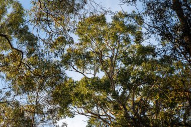 Avustralya ormanlarındaki güzel sakız ağaçları ve çalılar. Avustralya 'da ilkbaharda Avustralya' da sakızlar ve yerel bitkiler yetişir.