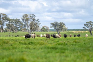 toprak mikroorganizmaları mikroskop altında amip, kırbaç, nematod, mantar, sağlıklı bir orman çalısı ulusal park araştırmasından bakteriler de dahil olmak üzere.