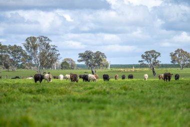 İngiltere 'de bir çiftlikteki bir tarlada damızlık sığır eti. Baharda çayırda otlayan İngiliz sığırları. Baharda sürdürülebilir bir tarım çiftliğinin çayırında büyüyen yeşil çimenler.