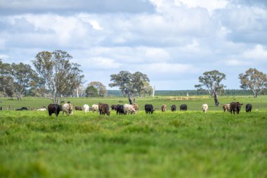 Avustralya 'da sığır çiftliğinde otlayan sığır ve dana eti. Üreme türleri arasında ilkbaharda Murray Grey, Angus ve Wagyu bulunur.