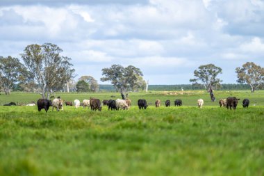 Avustralya 'da bir tarlada otlayan damızlık sığır, inek ve buzağılar. Sürü türleri arasında benekli park, Murray Grey, Angus, Brangus ve Wagyu bahar aylarında uzun otlaklarda bulunur. 