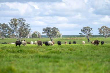 Stud Beef bulls, cows and calves grazing on grass in a field, in Australia. breeds of cattle include speckled park, murray grey, angus, brangus and wagyu on long pasture in spring  clipart