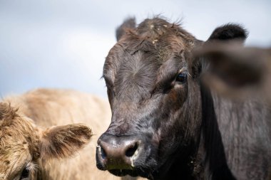 Baharda Avustralya 'da bir sığır çiftliği, yenilenebilir sürdürülebilir yerli otlaklarıyla yemyeşil bir tarlada otlayan büyük şişman sığır sürüsü.