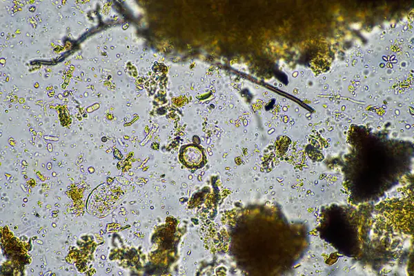 stock image biology under a microscope including amoeba, flagellates, nematodes, fungi, bacteria