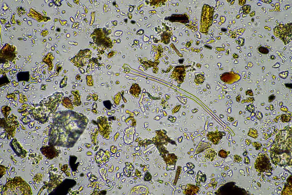 stock image Soil under the microscopy, looking at sand, silt and clay and soil biology, amoebae, fungi, fungal, microbes and nematodes in a cattle farm