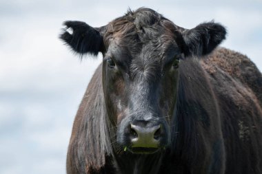 Tazmanya Avustralya 'da inekler ve sığırlar otluyor.