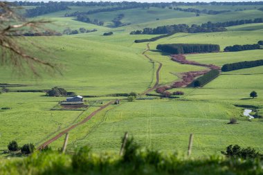 Avustralya 'da bir tarlada otlayan damızlık sığır ve sığır eti. İlkbaharda Speckle Park, Murray Grey, Angus, Brangus ve Wagyu cinsleri